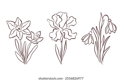 Spring flowers set of daffodil, iris and snowdrop in line art style. Perfect for elegant design stationery or botanical themed artwork. Isolated on a white background.