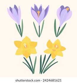 Spring flowers. Set of daffodils and crocuses. Hand drawn vector illustration