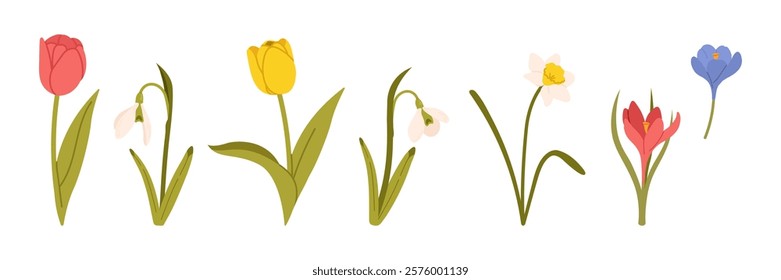 Spring flowers set. Floral botanical elements with cute spring flowers and leaves. Floral plant branches, stems with blooming blossoms and leaf. Tulips, snowdrops, crocuses, lilies. Flat vector