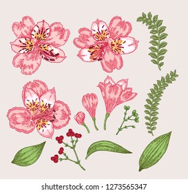 Spring flowers set. Hand drawn alstroemeria flowers and leaves. Vintage vector botanical illustration.