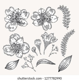 Spring flowers set. Hand drawn alstroemeria flowers and leaves. Vintage vector botanical illustration.