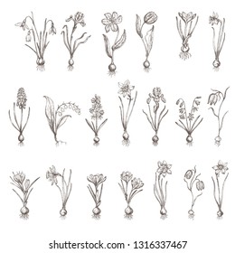 Spring flowers set. Hand drawn illustration. Tulip, narcissus, snowdrop, crocus, lily of the valley, scilla.
