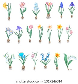 Spring flowers set. Hand drawn illustration. Tulip, narcissus, snowdrop, crocus, lily of the valley, scilla.