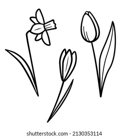 Spring flowers set. Hand drawn sketch icons of tulip, daffodil, crocus. Isolated vector illustration in doodle line style.