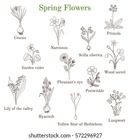 Spring flowers set. Hand drawn botanical vector illustration