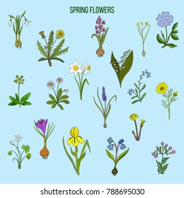 Spring flowers set. Hand drawn botanical vector illustration