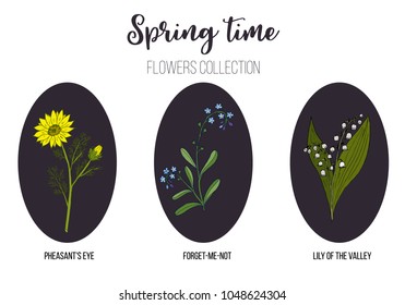 Spring flowers set lily-of-the-valley, pheasant eye, forget-me-not. Hand drawn botanical vector illustration