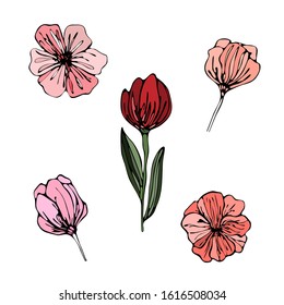 Spring flowers set on white isolated background. Red tulip with leaves, pink and orange buds.