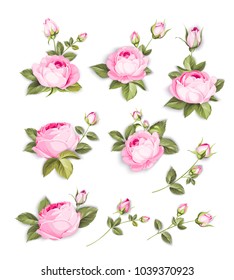 Spring flowers set over white background. Wedding flowers bundle. Flower collection of watercolor detailed hand drawn roses. Vector illustration.