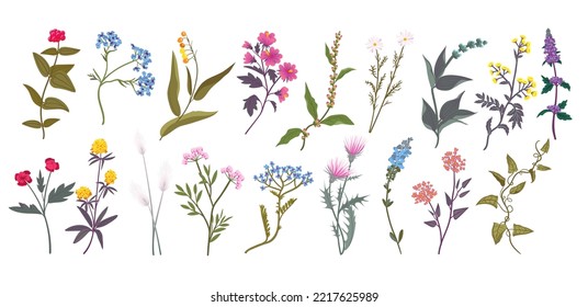 Spring flowers set, plant branch, summer bouquet. Botanical hand drawn flora, wild herbs, pink floral decorative elements, wedding decor, exact boho botany. Vector isolated illustration