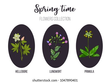Spring flowers set primula, lungwort, hellebore. Hand drawn botanical vector illustration