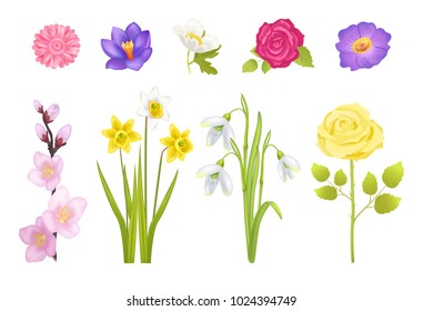 Spring flowers set of rose and gerbera leaves, narcissus of yellow color, glass and decoration, poster and snowdrops vector illustration isolated on white