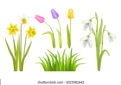 Spring flowers set of tulips and leaves, narcissus of yellow color, glass and decoration, poster and snowdrops vector illustration isolated on white