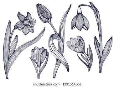 spring flowers set, vector, hand drawing, Tulip, Crocus, Narcissus,snowdrop isolated on white background
