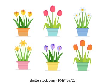 Spring flowers - set of vector illustrations in flat style with different flowers in pots. Tulips, Narcissus, Crocus