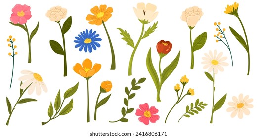 Spring flowers set. Wildflowers chamomile, tulip and forget-me-not, cornflower and sage with leaves. Floral botanical elements. Blossom of garden flower. Vector cartoon illustration