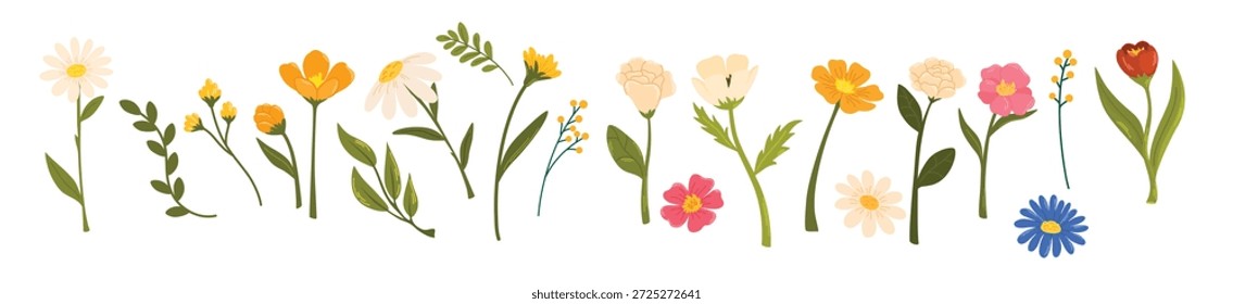 Conjunto de flores de primavera. Flores silvestres de manzanilla, tulipán y no me olvides, de maíz y salvia con hojas. Elementos botánicos florales. Flor del jardín. Vector ilustración de dibujos animados