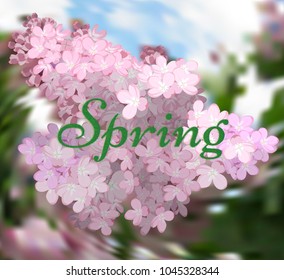 Spring flowers. Spring, the sky, flowers of lilac, a lot of greenery and good mood.