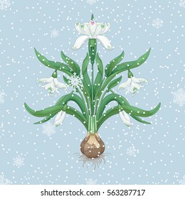 Spring flowers of snowdrop on a background with snowflakes. Vector background