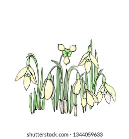 Spring flowers snowdrops Isolated on white  Pastel colors  Vector illustration