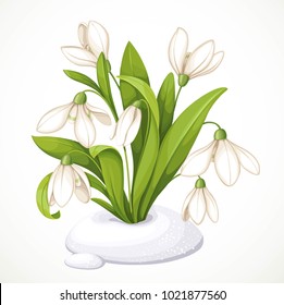 Spring flowers of snowdrops on green stems are punched out of the snow isolated on white background