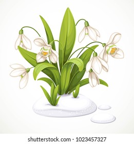 Spring flowers of snowdrops are punched out of the snow isolated on white background