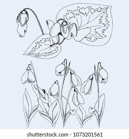 Spring flowers and snowdrops. Sketch
