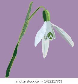 Spring flowers. Snowdrops vector illustration. Snowdrops blooming through the snow.  -Vector