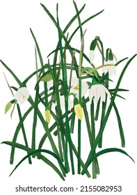 Spring flowers. Snowdrops vector illustration. Snowdrops blossoming. Simple vector flat illustration.