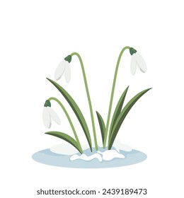 Spring flowers. Snowdrops vector illustration. Snowdrops blossoming through the snow. Simple vector flat illustration.