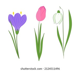 Spring flowers, tulip, snowdrop and crocus, a set of vector elements for design. Isolated color images on a white background. EPS 10 format.