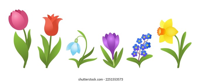 Spring flowers tulip, snowdrop, crocus, daffodil, forget-me-not. Cute spring blooming flower set. Cartoon floral vector illustration. Early blossoms garden lawn colorful vector. Isolated on white. 