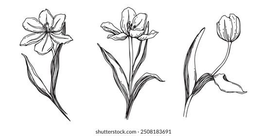 Spring flowers - Tulips. Vector hand drawn illustration of blossoming tulips and bud on isolated background. Bundle with outline drawing of leafs. Sketch in line art style painted by black inks.