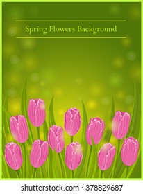 Spring Flowers Tulips Vector Illustration. Spring backdrop with Flowers for Greeting Cards, Invitations
