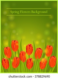 Spring Flowers Tulips Vector Illustration. Spring backdrop with Flowers. Red tulips