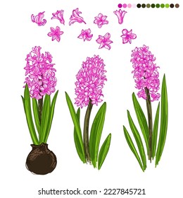 Spring flowers vector botany easter. Colored hyacinth