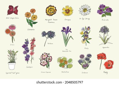 spring flowers vector color illustrations set