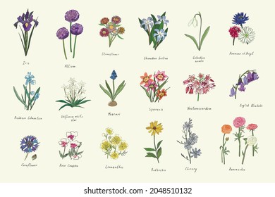 spring flowers vector color illustrations set