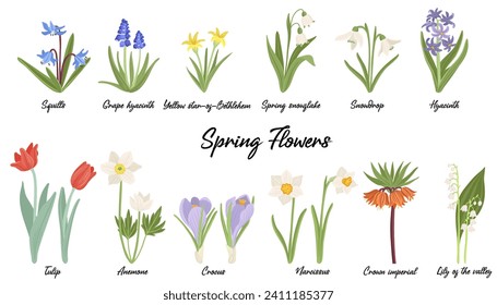 spring flowers, vector drawing wild plants at white background, floral elements, hand drawn botanical illustration