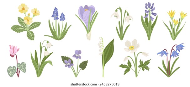 spring flowers, vector drawing wild flowering plants at white background, floral elements, hand drawn botanical illustration