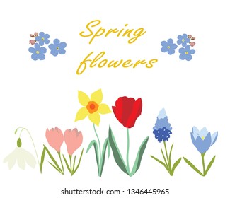 Spring flowers vector illustration isolated on white background. Muscari, forget-me-not, narcissus, tulip, tulip, crocuses.