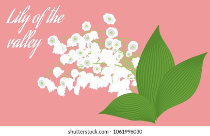 Spring Flowers. Vector Illustration with Lily of the Valley. Beautiful Template with Convallaria Flowers in Pastel Color Design. May Lily in Hipster Style for Spring Design, Greeting, Wedding, Poster