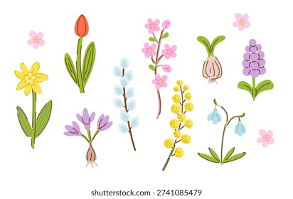 Spring flowers vector illustration set with tulip, daffodil, muscari, snowdrop and blossom branches on white background.