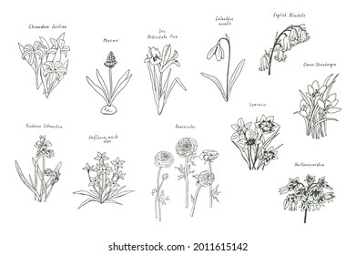 Spring flowers vector illustrations set