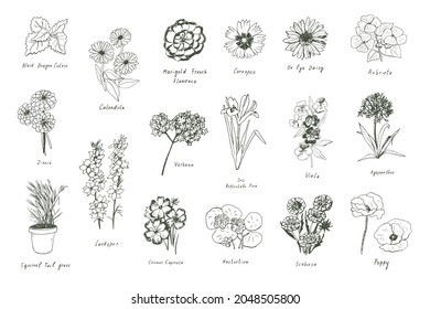 spring flowers vector line illustrations set