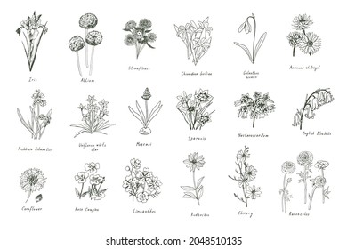 spring flowers vector line illustrations set