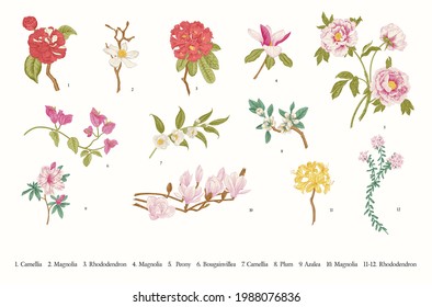 Spring flowers. Vector vintage botanical illustration. Set svg