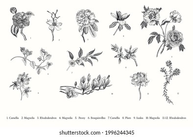 Spring flowers. Vector vintage botanical illustration. Set. Black and white