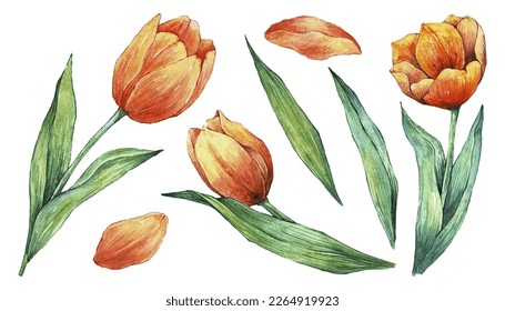 Spring flowers. Watercolor vector illustration of yellow and red tulips. Floral set. 