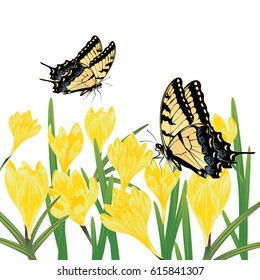 Spring flowers, yellow blooming crocus or saffron design.